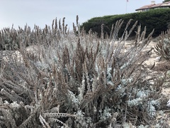 Artemisia pycnocephala