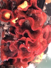 Watersipora subtorquata