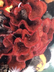 Watersipora subtorquata