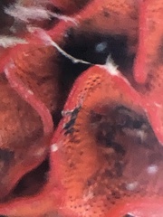 Watersipora subtorquata