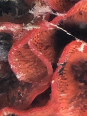 Watersipora subtorquata