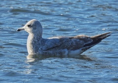 Larus glaucoides thayeri