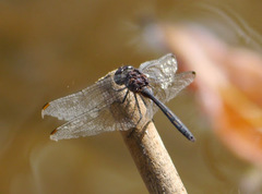 Trithemis aconita