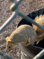 Sciurus niger rufiventer