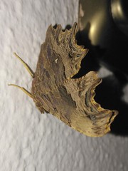 Polygonia egea