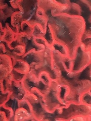 Watersipora subtorquata