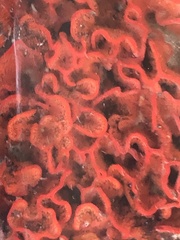 Watersipora subtorquata