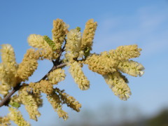 Vachellia rigidula