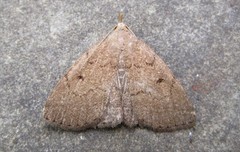 Zanclognatha protumnusalis