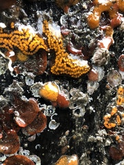 Botryllus schlosseri