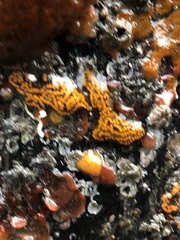 Botryllus schlosseri