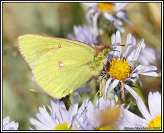 Colias meadii