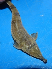 Hemiodontichthys acipenserinus