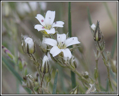 Arenaria lanuginosa