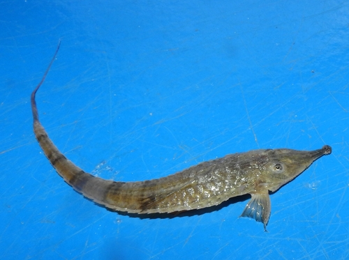 Knobnose whiptail catfish (Hemiodontichthys acipenserinus) — Loricariidae — 2