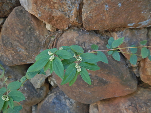 Euphorbia hirta image
