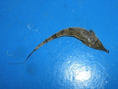 Hemiodontichthys acipenserinus
