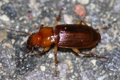 Harpalus erraticus