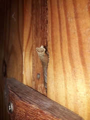 Tetragonisca