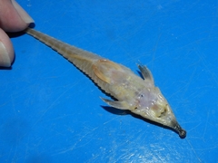 Hemiodontichthys acipenserinus