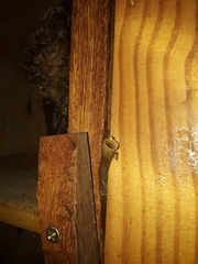 Tetragonisca