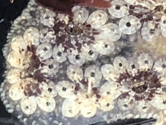 Botryllus schlosseri