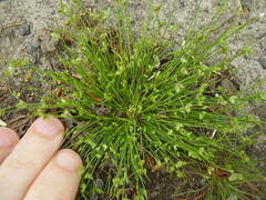 Isolepis levynsiana