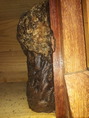 Tetragonisca