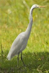 Ardea alba