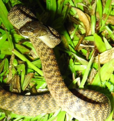 Brown Tree Snake sighting