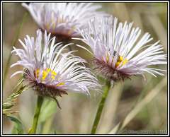 Erigeron coulteri