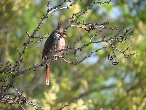 Cardinalis sinuatus