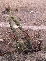 Astrolepis cochisensis