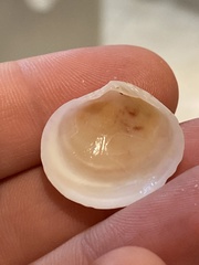 Semele proficua