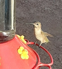 Trochilidae