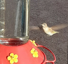 Trochilidae