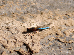 Platycypha caligata