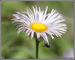 Erigeron coulteri