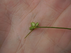 Isolepis levynsiana