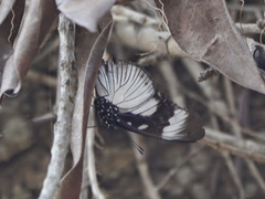 Hypolimnas anthedon wahlbergi