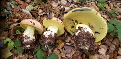 Butyriboletus persolidus
