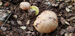 Butyriboletus persolidus