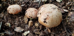 Butyriboletus persolidus