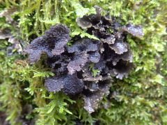 Sticta sylvatica