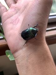 Lagochile emarginata