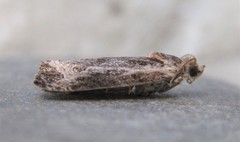 Olethreutes quadrifidum