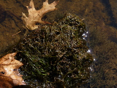 Podostemum ceratophyllum
