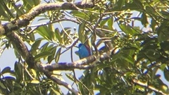 Cotinga amabilis