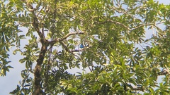 Cotinga amabilis