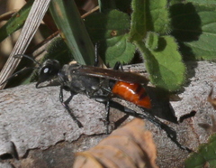Prionyx parkeri